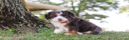 Mini Bernedoodle dogs for sale: Benson - Ad 4