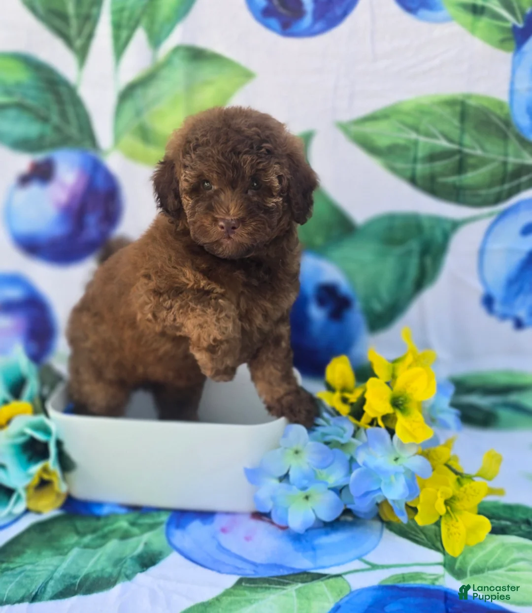 Mixed Breed dogs for sale: Brie Teddypoo  - Ad 2