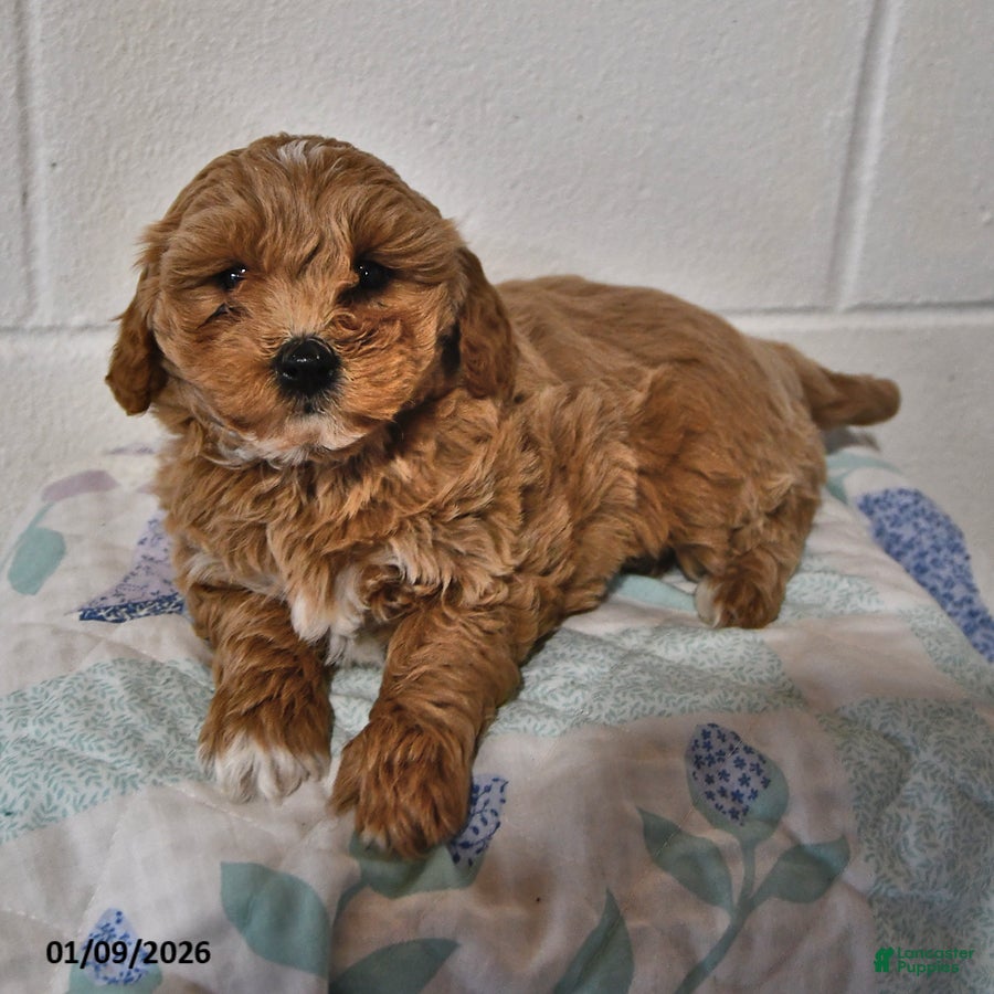 Cavapoo dogs Callie - Ad 35