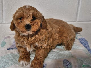 Cavapoo dogs Callie - Ad 35