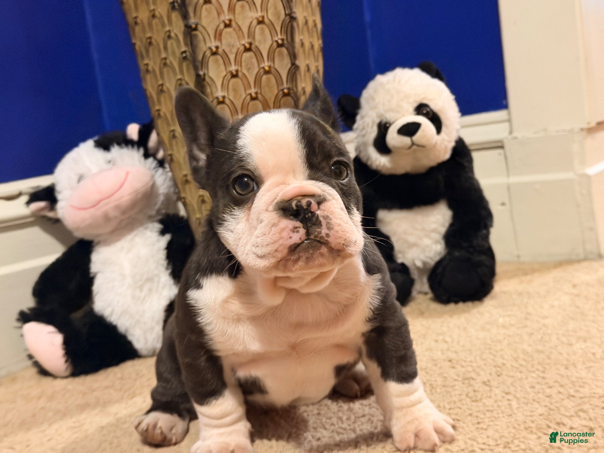 French Bulldog dogs Chubby boe - Ad 1
