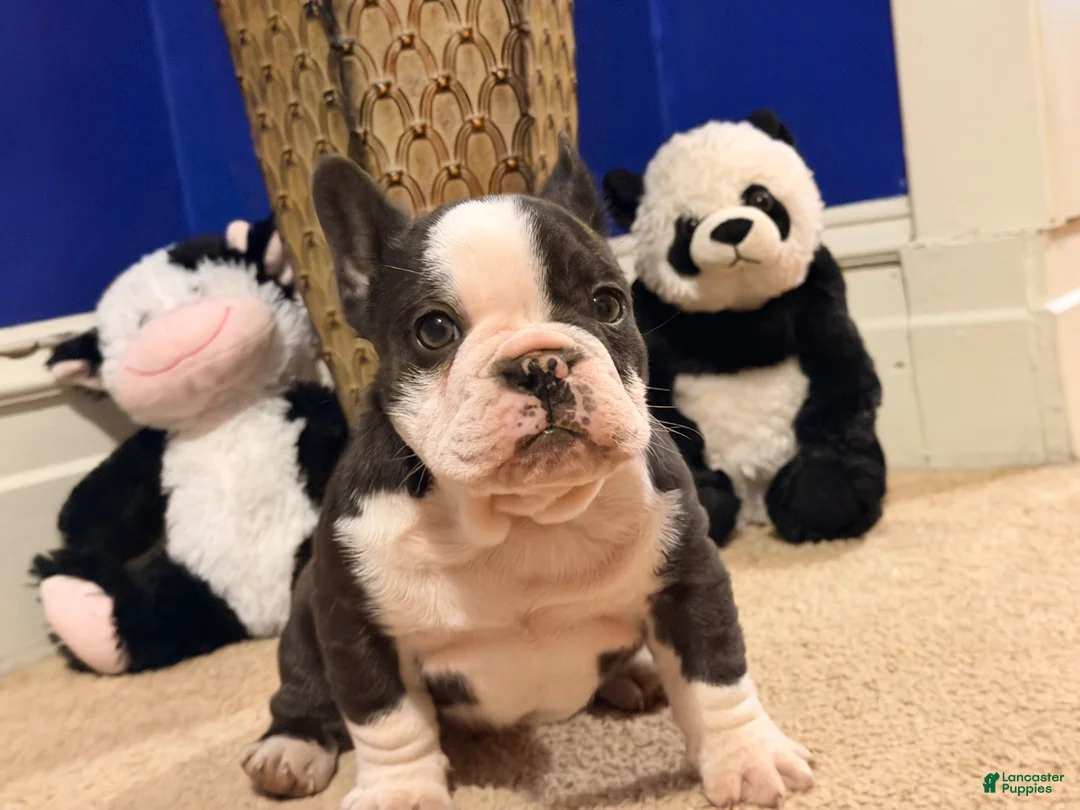 French Bulldog dogs for sale: Chubby boe - Ad 1