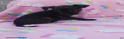 Mixed Breed dogs for sale: Poppy - Ad 1