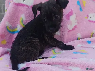 Mixed Breed dogs Poppy - Ad 1