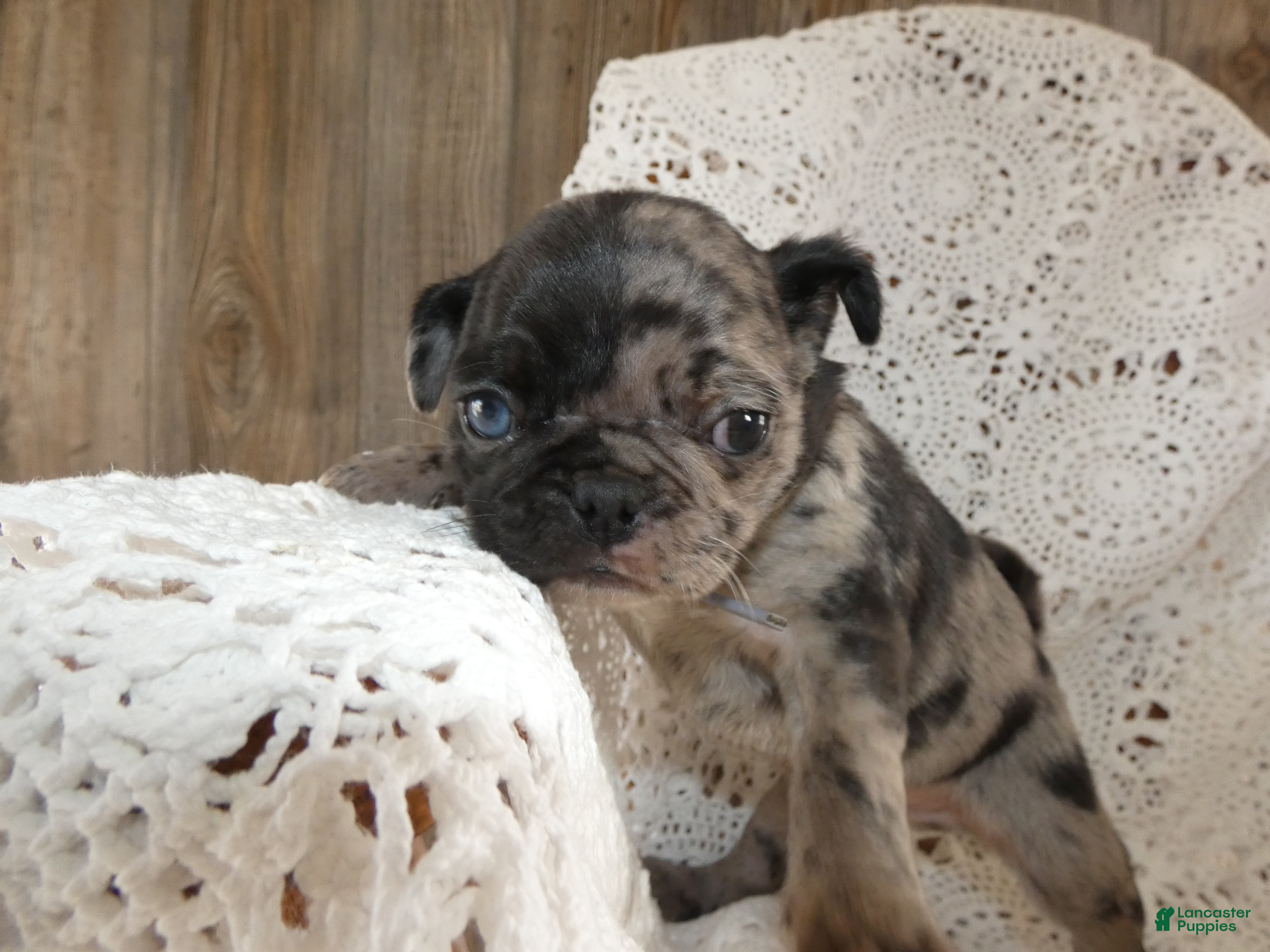 Pug dogs Pug Puppy 7 - Ad 23