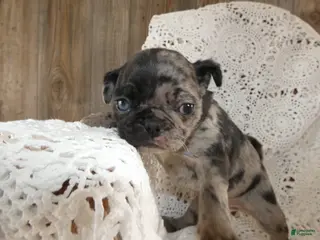 Pug dogs Pug Puppy 7 - Ad 30