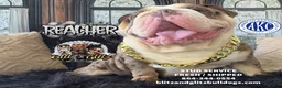 English Bulldog dogs for stud: Blitz&Glitz Stud Service  - Ad 5