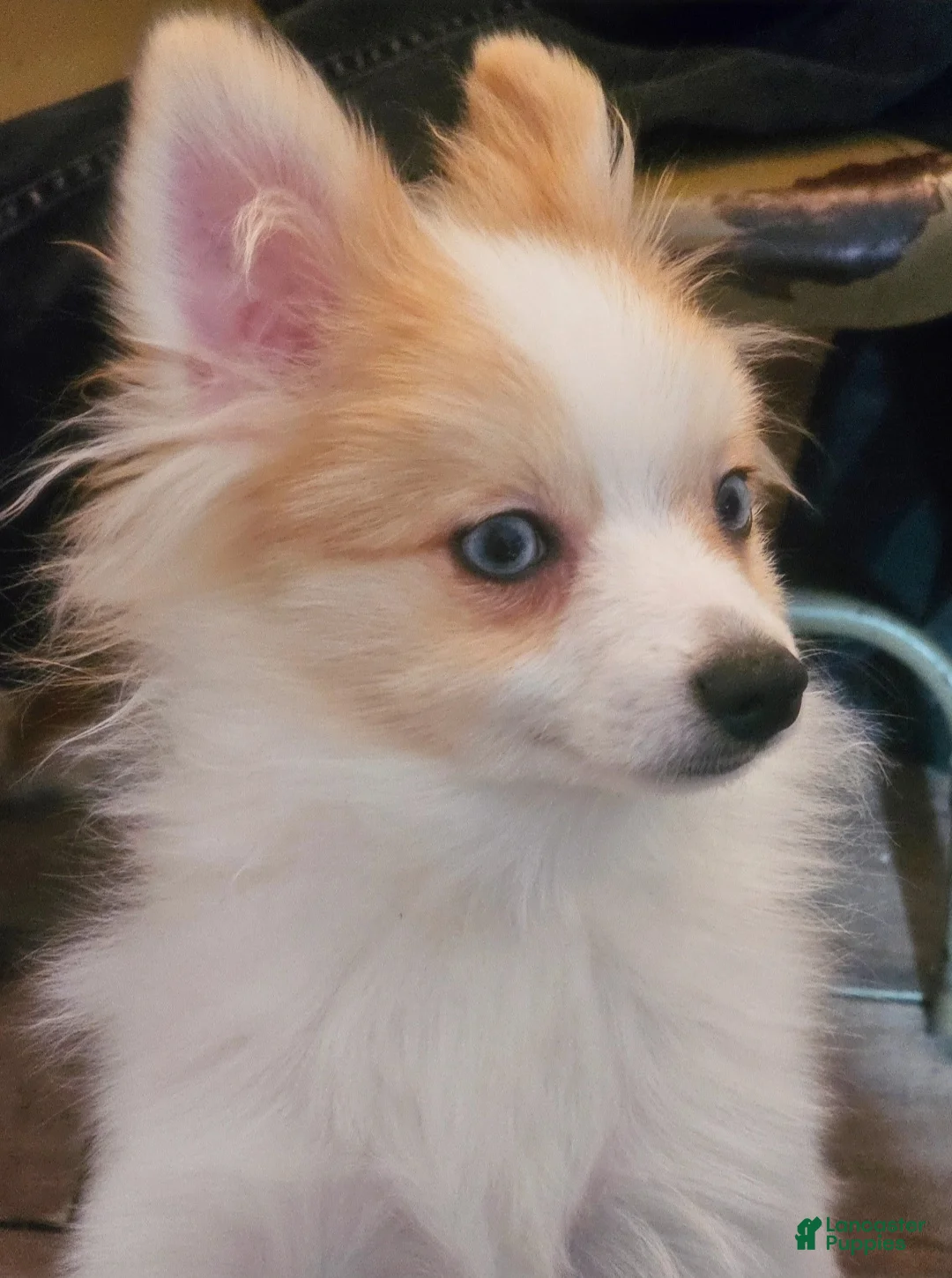 Pomeranian dogs for sale: Foxface pomeranian  - Ad 2