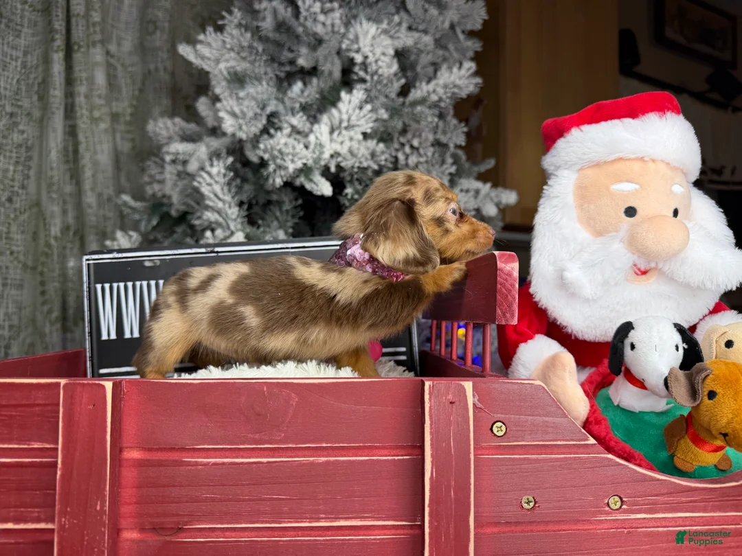 Miniature Dachshund dogs for sale: AKC Russian pra clear - Ad 30