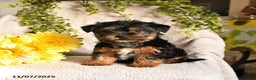 Yorkshire Terrier dogs for sale: Benji - Ad 4