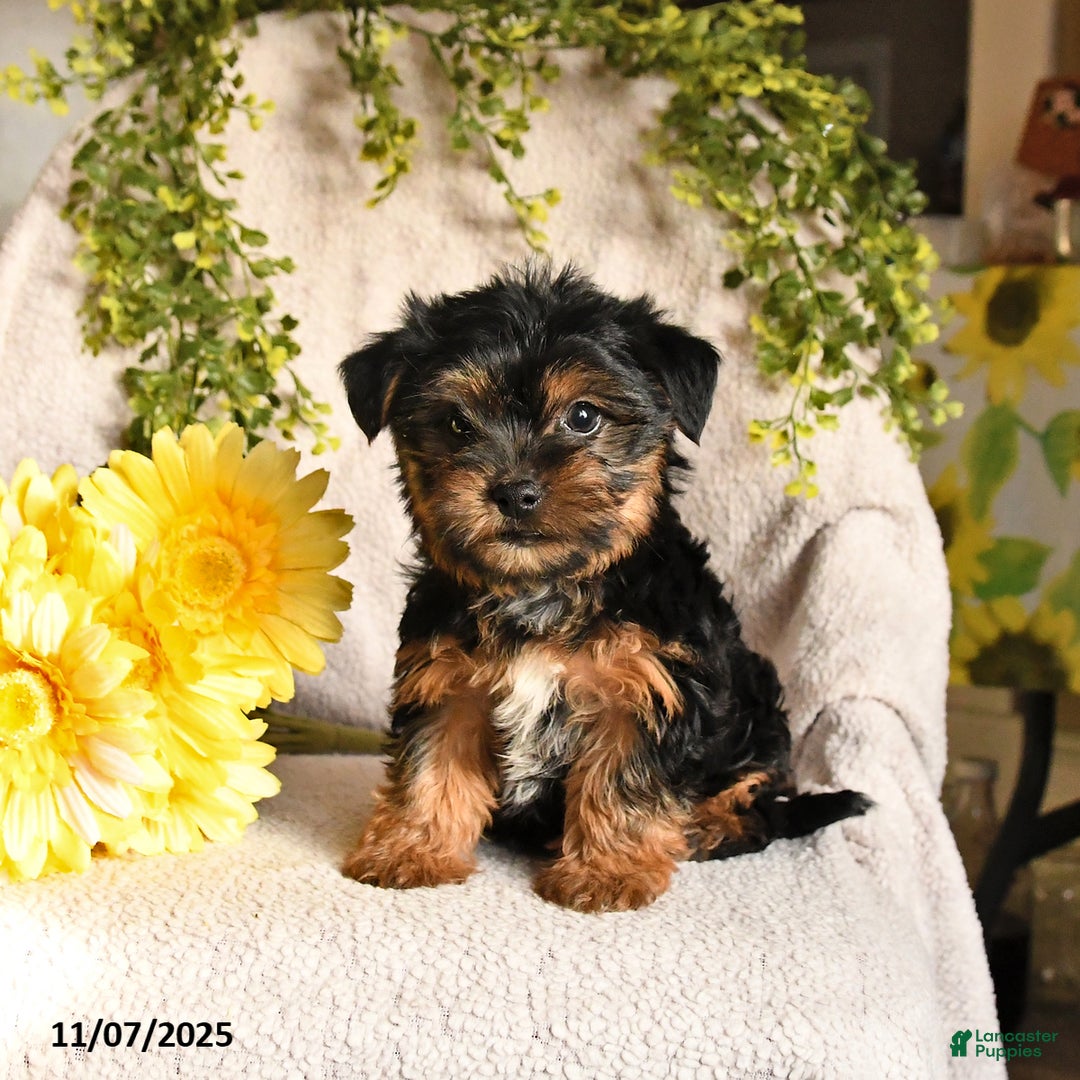 Yorkshire Terrier dogs for sale: Benji - Ad 4