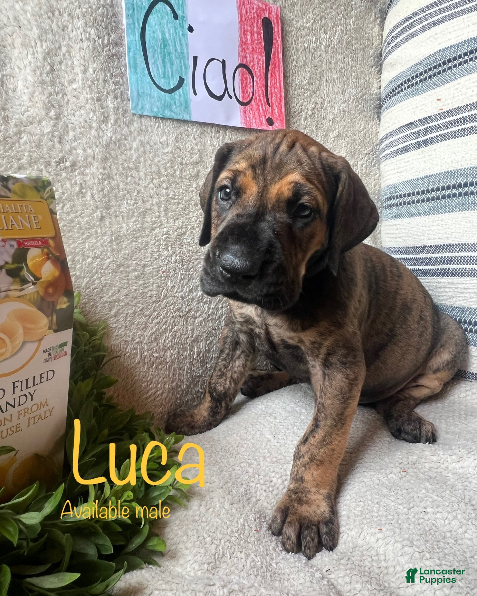 Great Dane dogs Luca - Ad 36