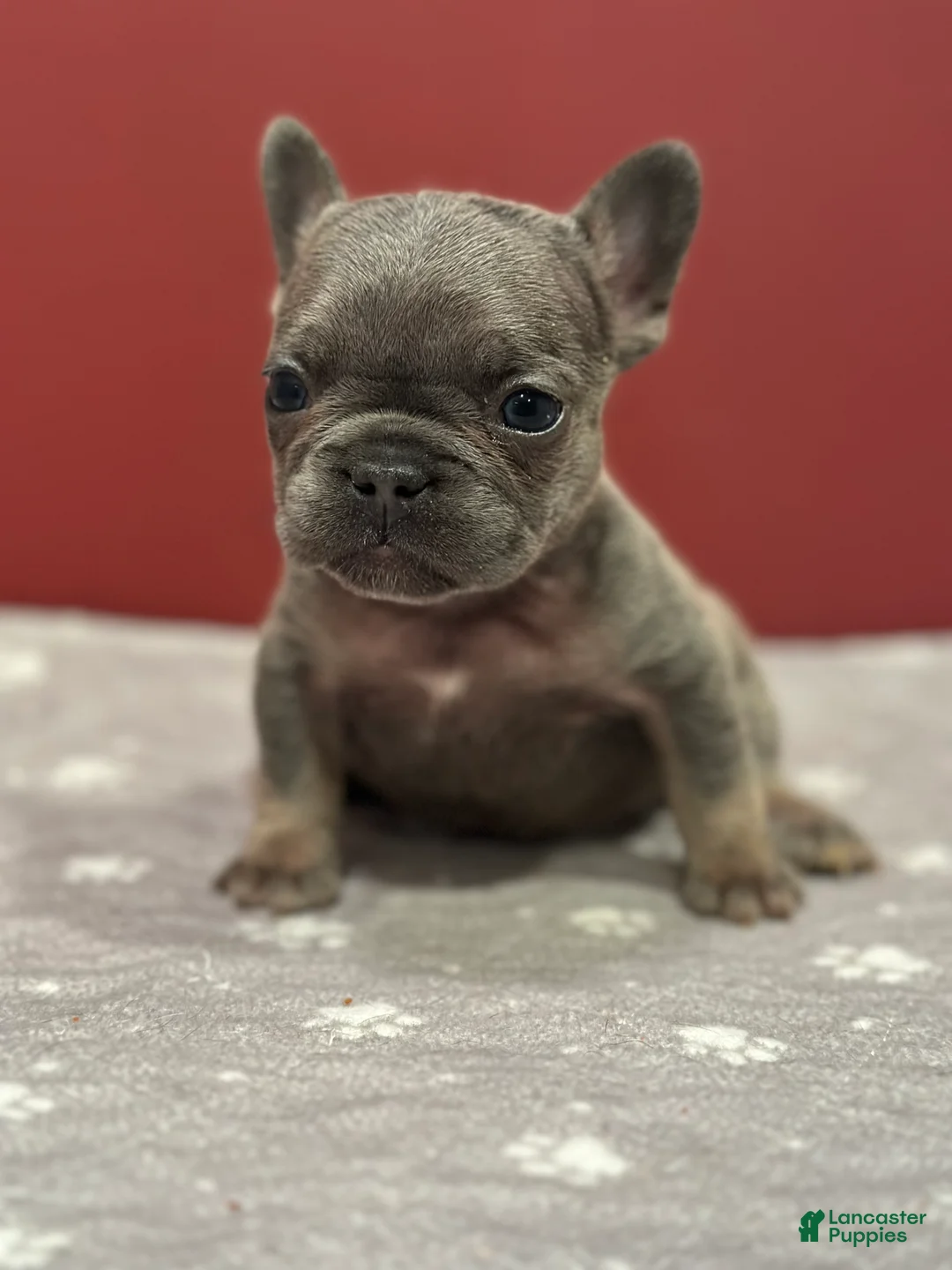 French Bulldog dogs for sale: Munchkin - Ad 5
