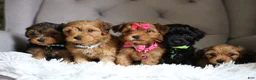 Yorkiepoo dogs for sale: Peanut - Ad 16