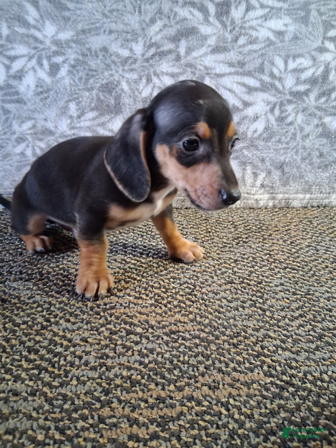Miniature Dachshund dogs for sale: Clifford - Ad 2