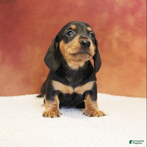 Miniature Dachshund dogs Oscar - Ad 2