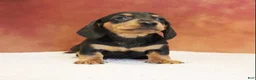 Miniature Dachshund dogs for sale: Oscar - Ad 2
