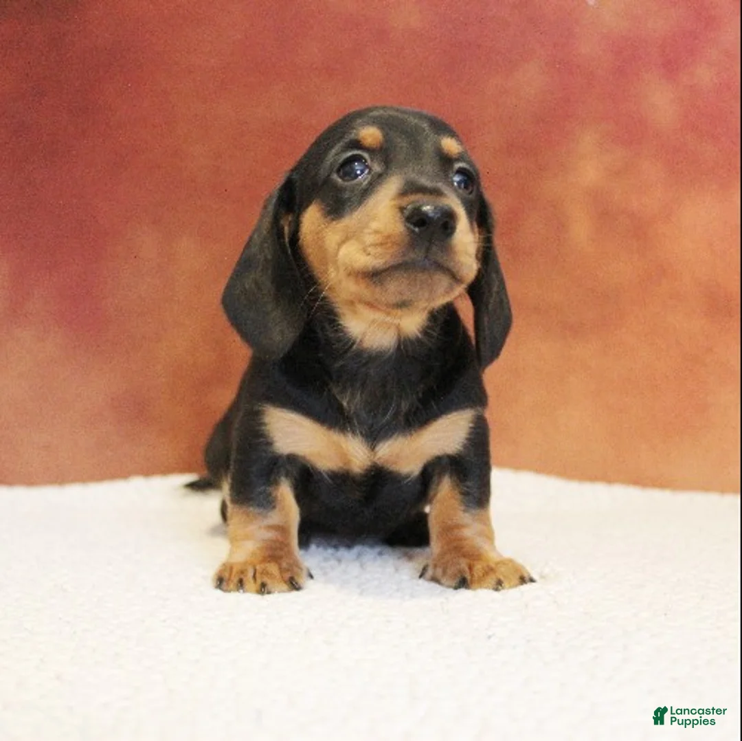 Miniature Dachshund dogs for sale: Oscar - Ad 2