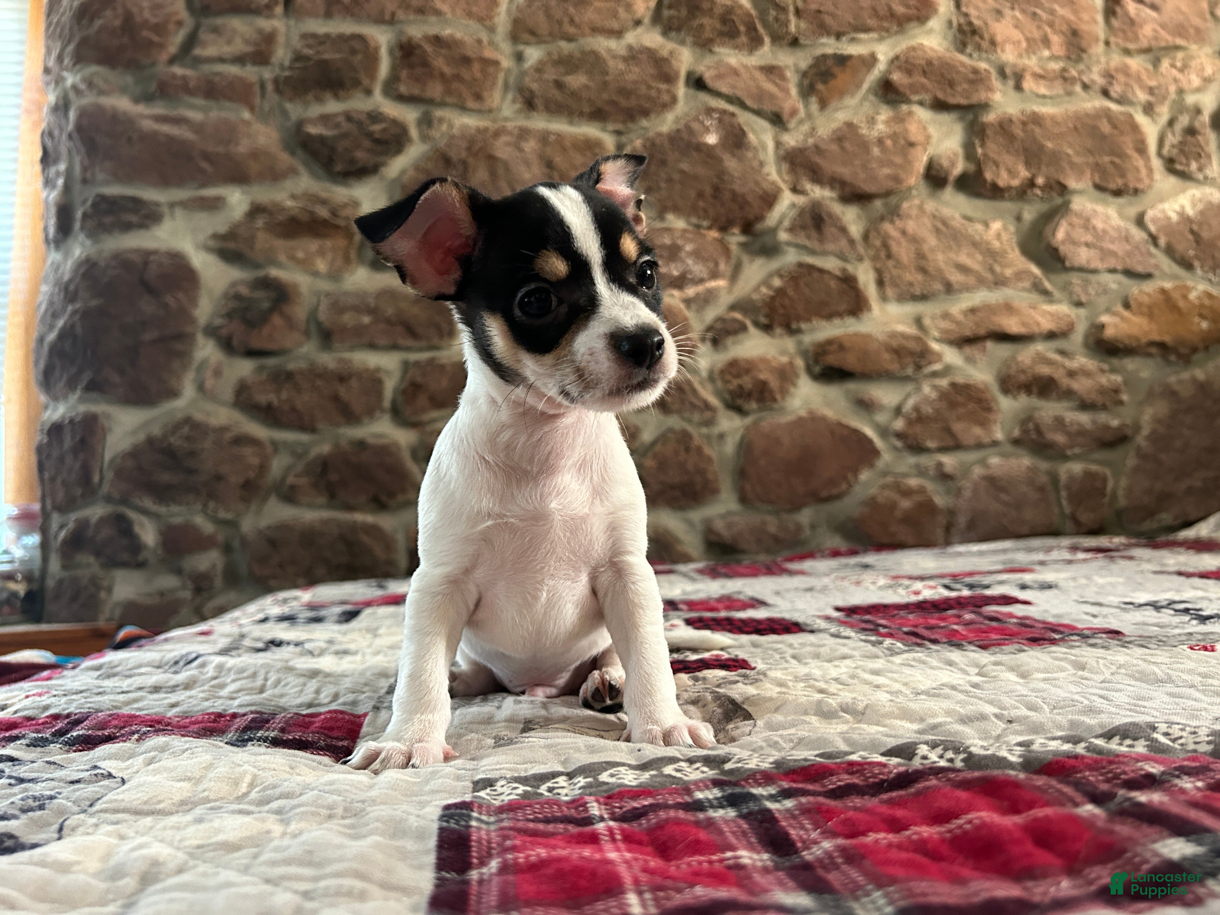 Chihuahua dogs 🐾Milhouse~Ready Now - Ad 1
