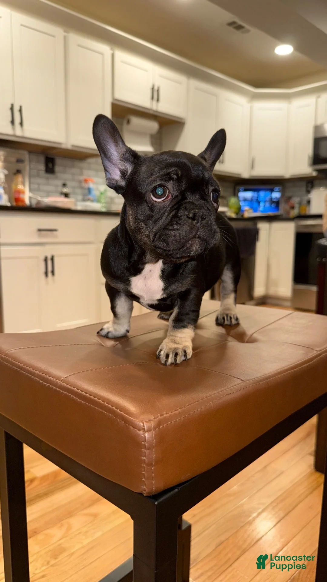 French Bulldog dogs for sale: Sapphire - Ad 2