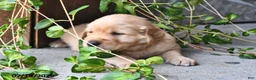 Golden Retriever dogs for sale: Zobo - Ad 4