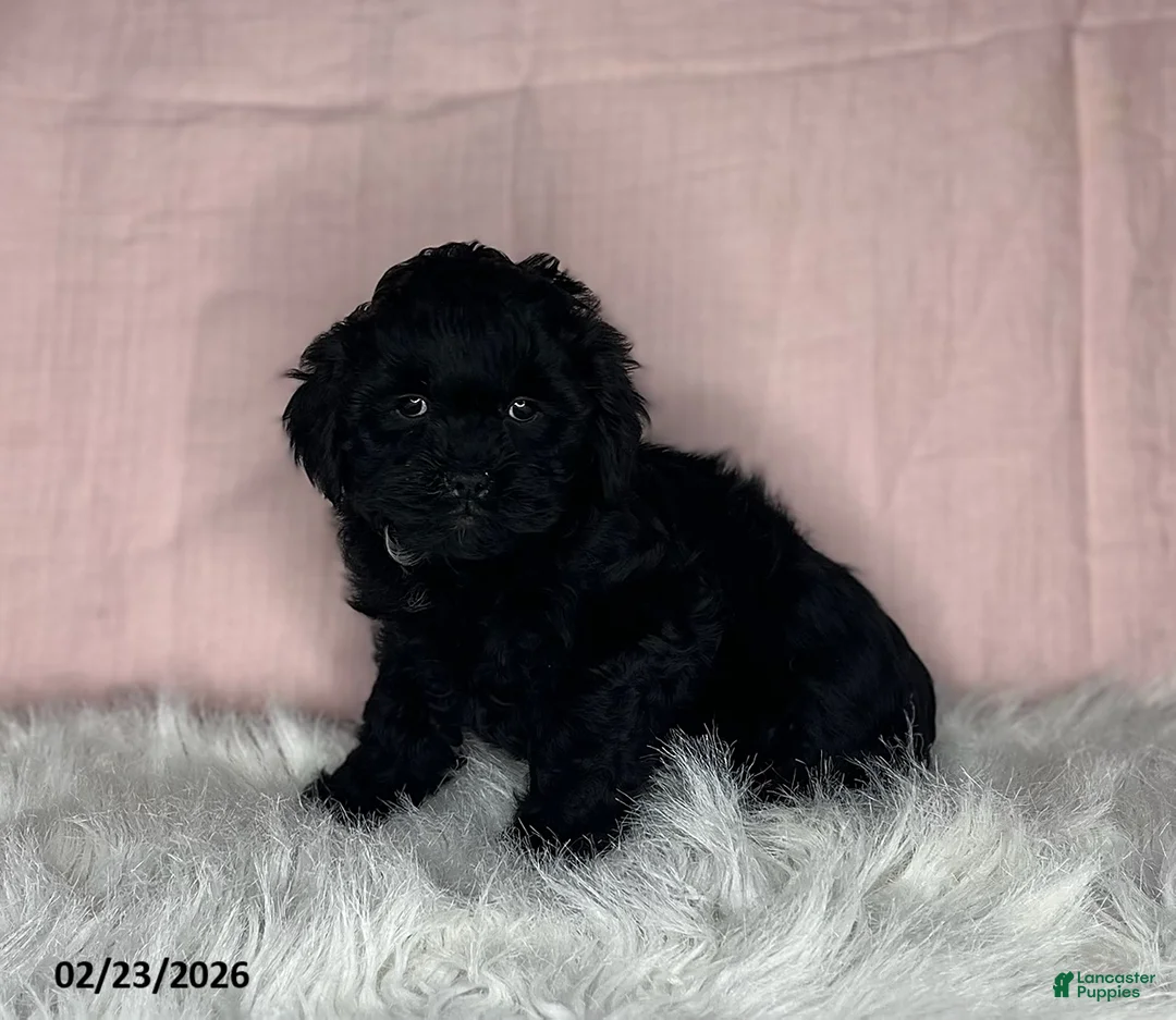 Mixed Breed dogs for sale: Sandra - Ad 3