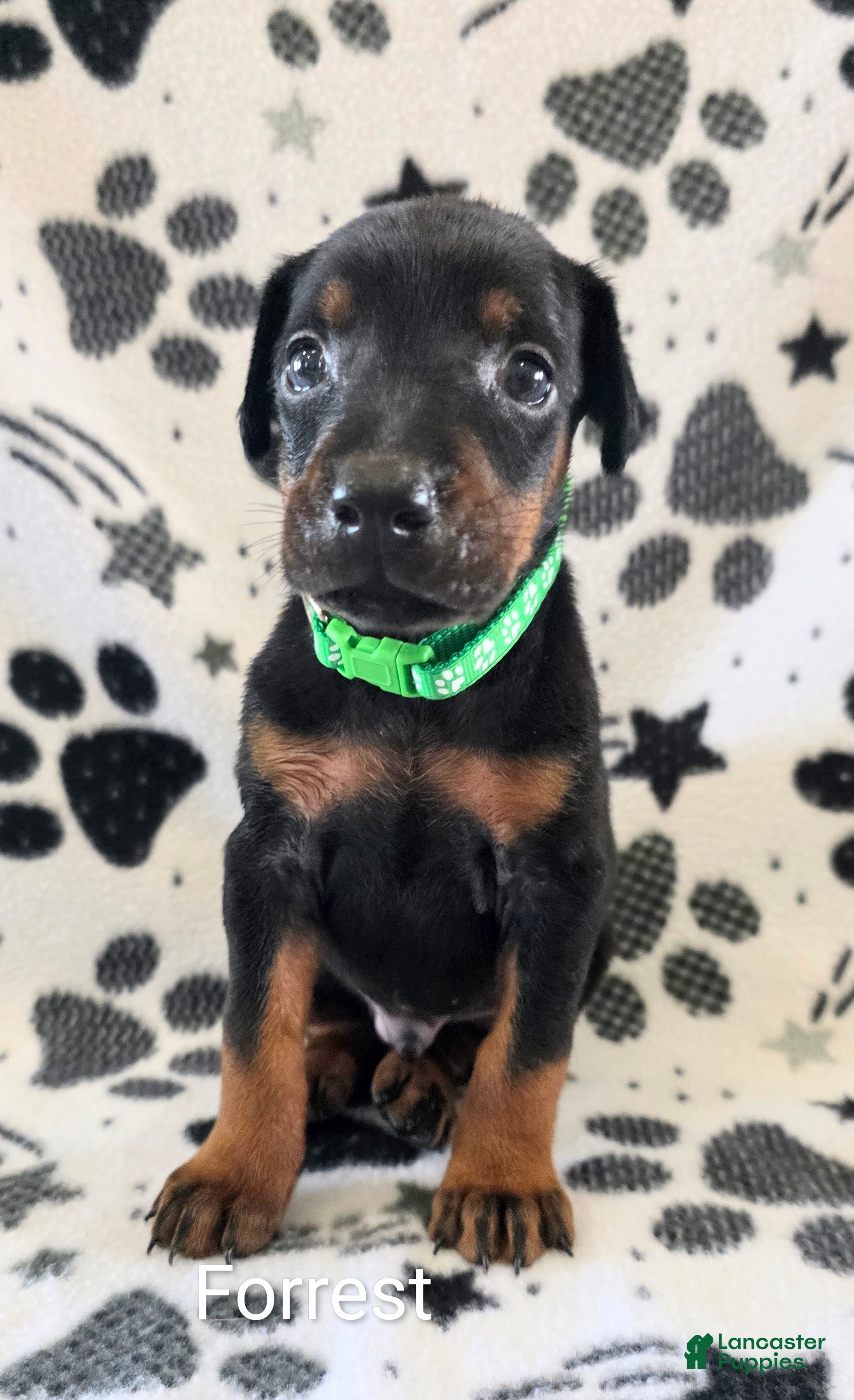 Doberman Pinscher dogs Forrest  - Ad 1