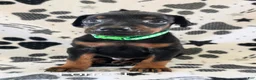 Doberman Pinscher dogs for sale: Forrest  - Ad 1