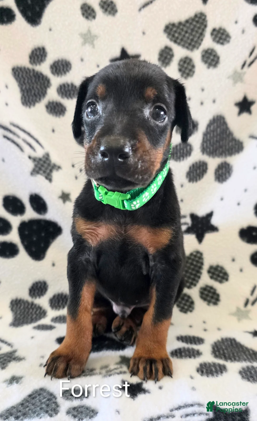 Doberman Pinscher dogs for sale: Forrest  - Ad 1