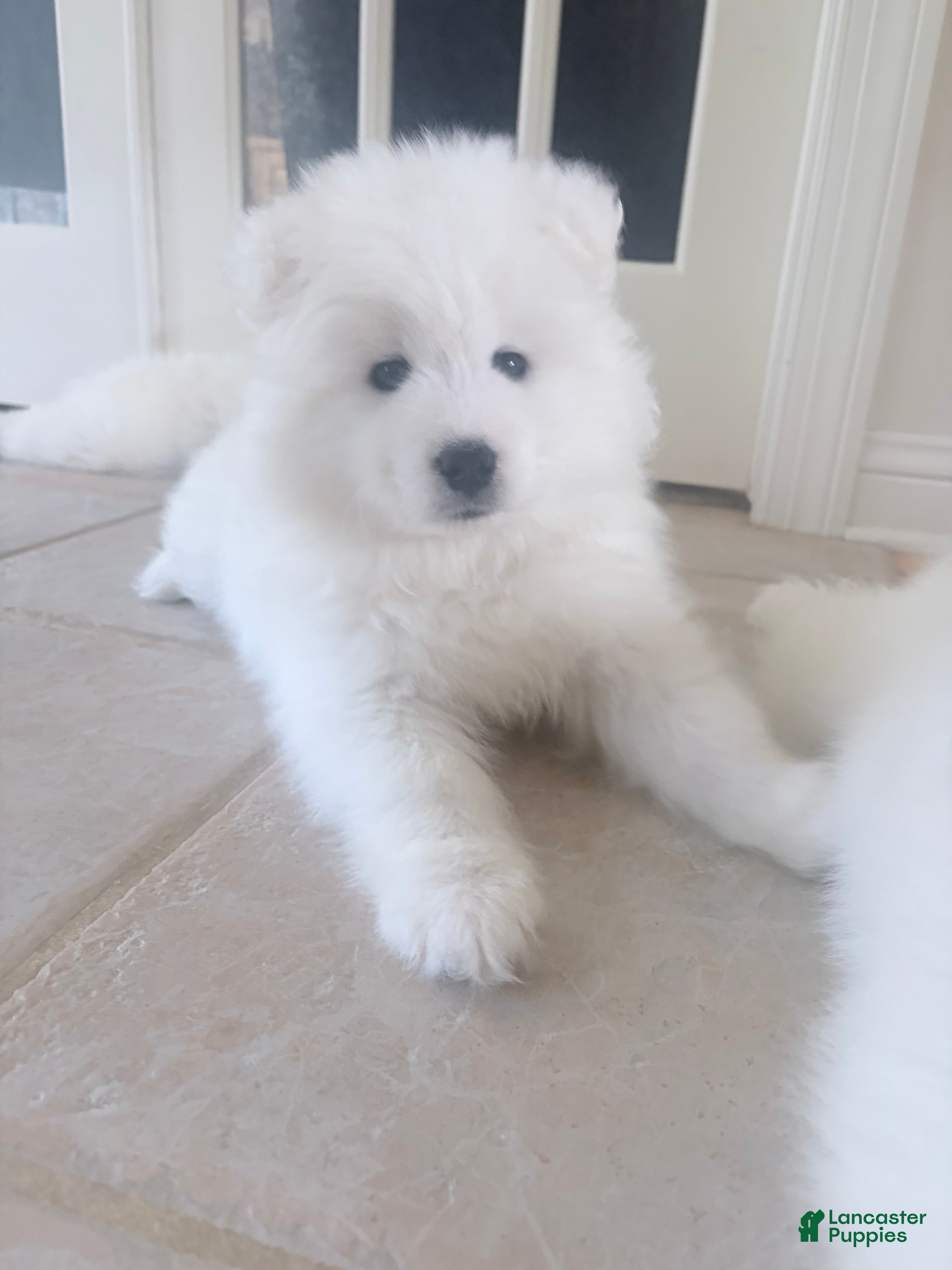 Samoyed dogs Samoyed Puppy 3 - Ad 4