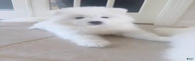 Samoyed Puppy 3