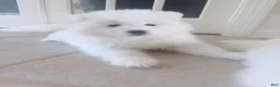 Samoyed dogs for sale: Samoyed Puppy 3 - Ad 1