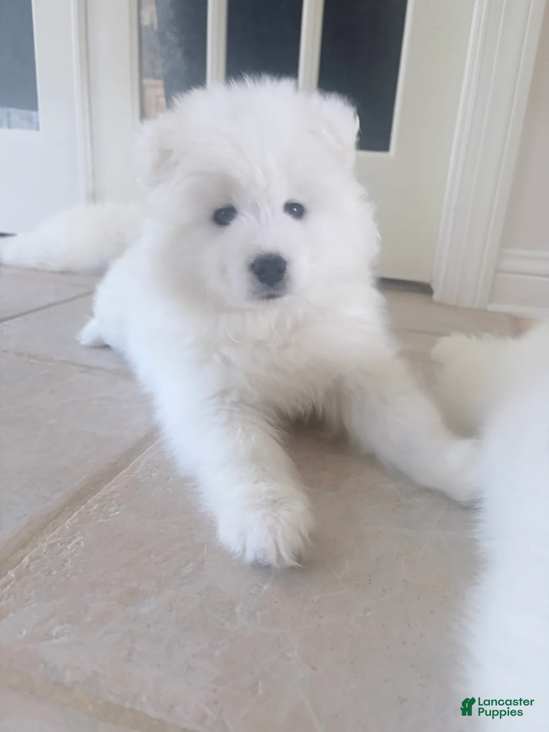 Samoyed dogs for sale: Samoyed Puppy 3 - Ad 1