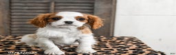 Cavalier King Charles Spaniel dogs for sale: Jet - Ad 2