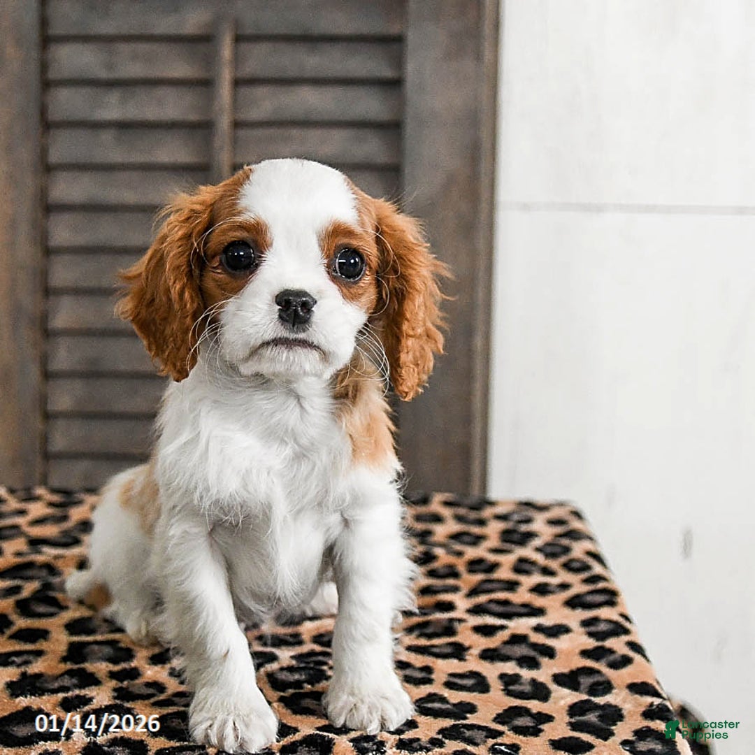 Cavalier King Charles Spaniel dogs for sale: Jet - Ad 2