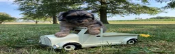 Shihpoo dogs for sale: Marshmallow  - Ad 10