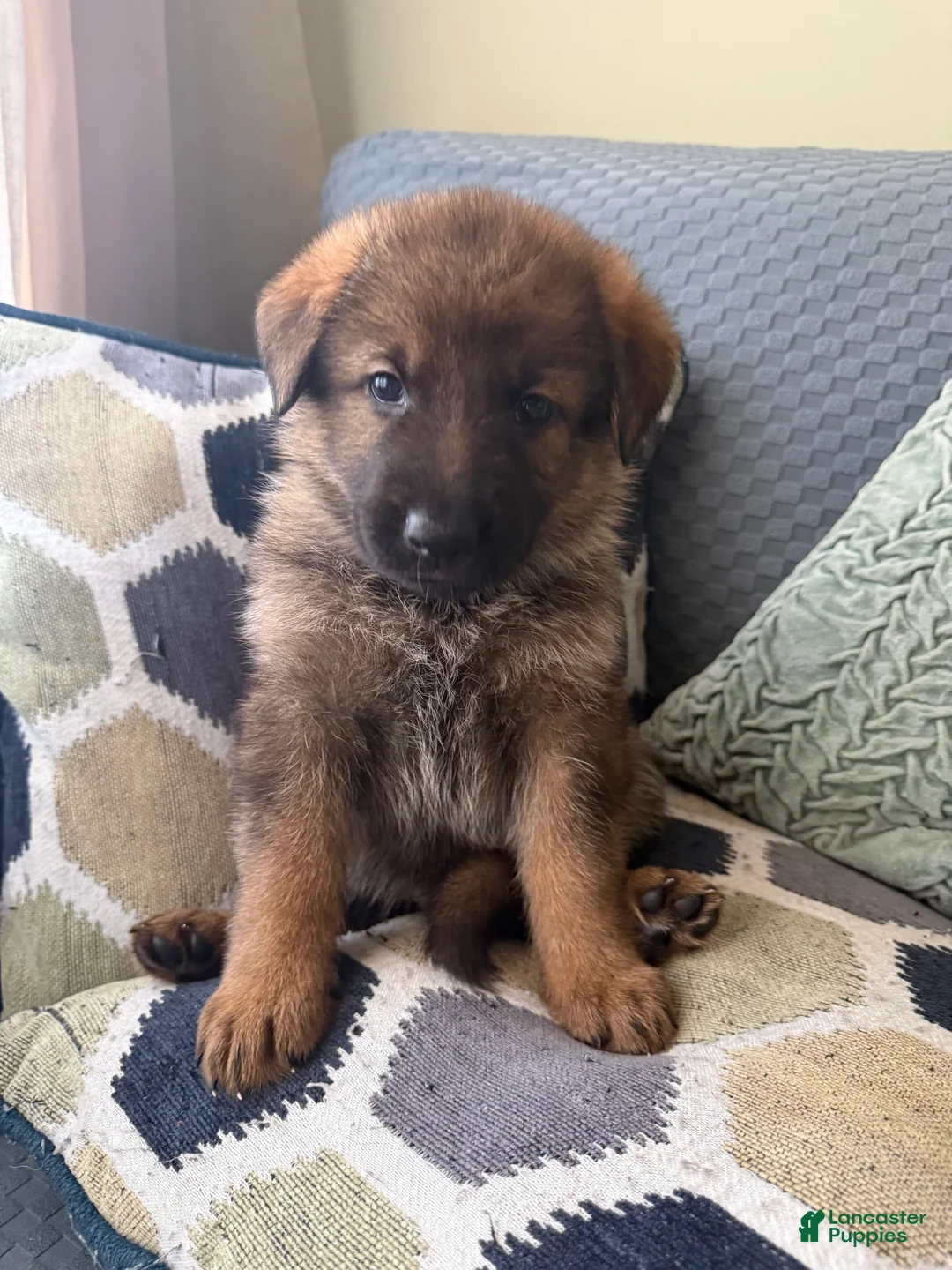 German Shepherd dogs for sale: German Shepherd Puppy 9-Gray  - Ad 2