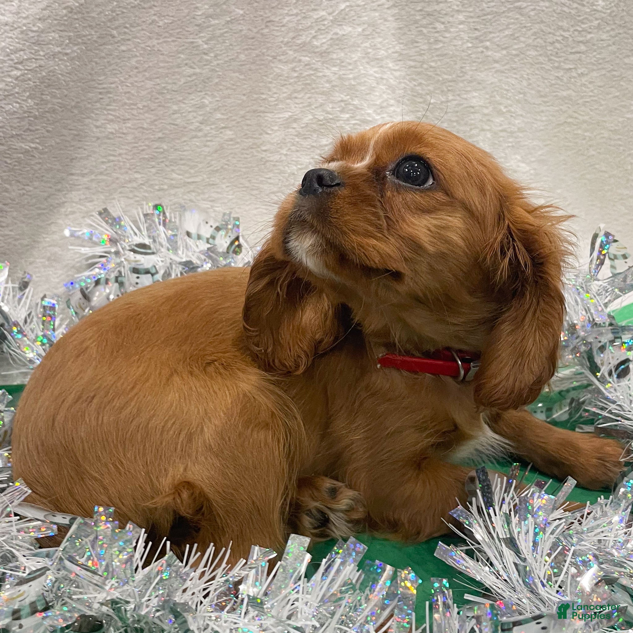 Cavalier King Charles Spaniel dogs Felix - Ad 5