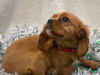Cavalier King Charles Spaniel dogs Felix - Ad 29
