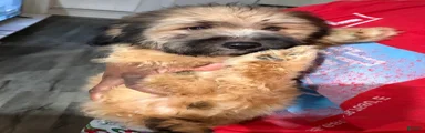 Mixed Breed 1