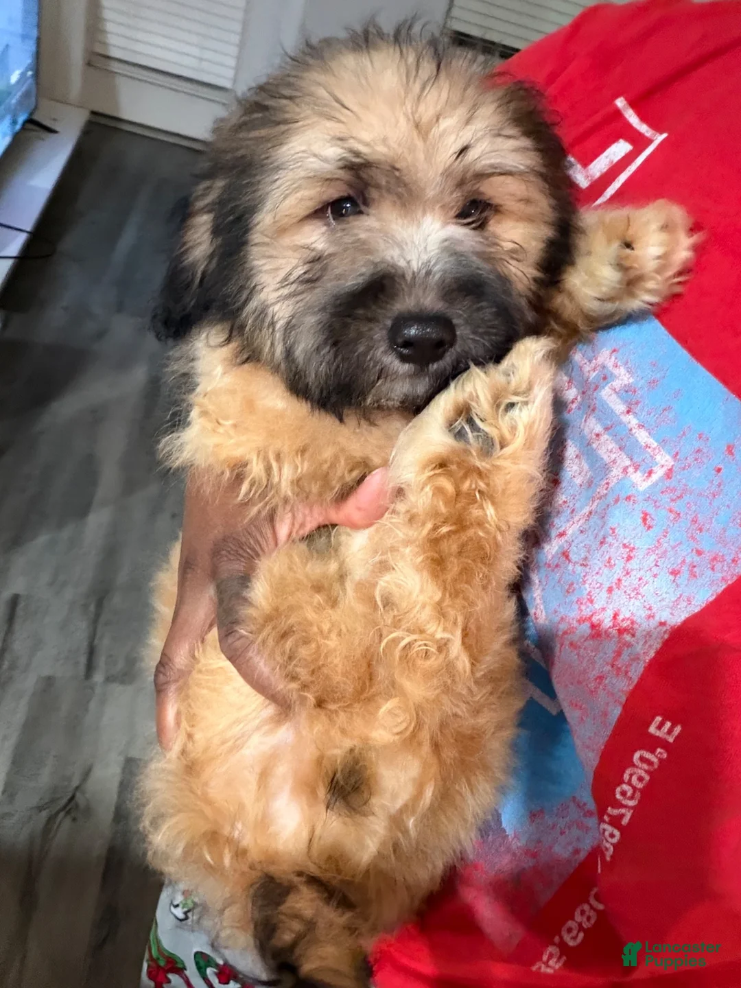 Mixed Breed dogs for sale: Mixed Breed 1 - Ad 1