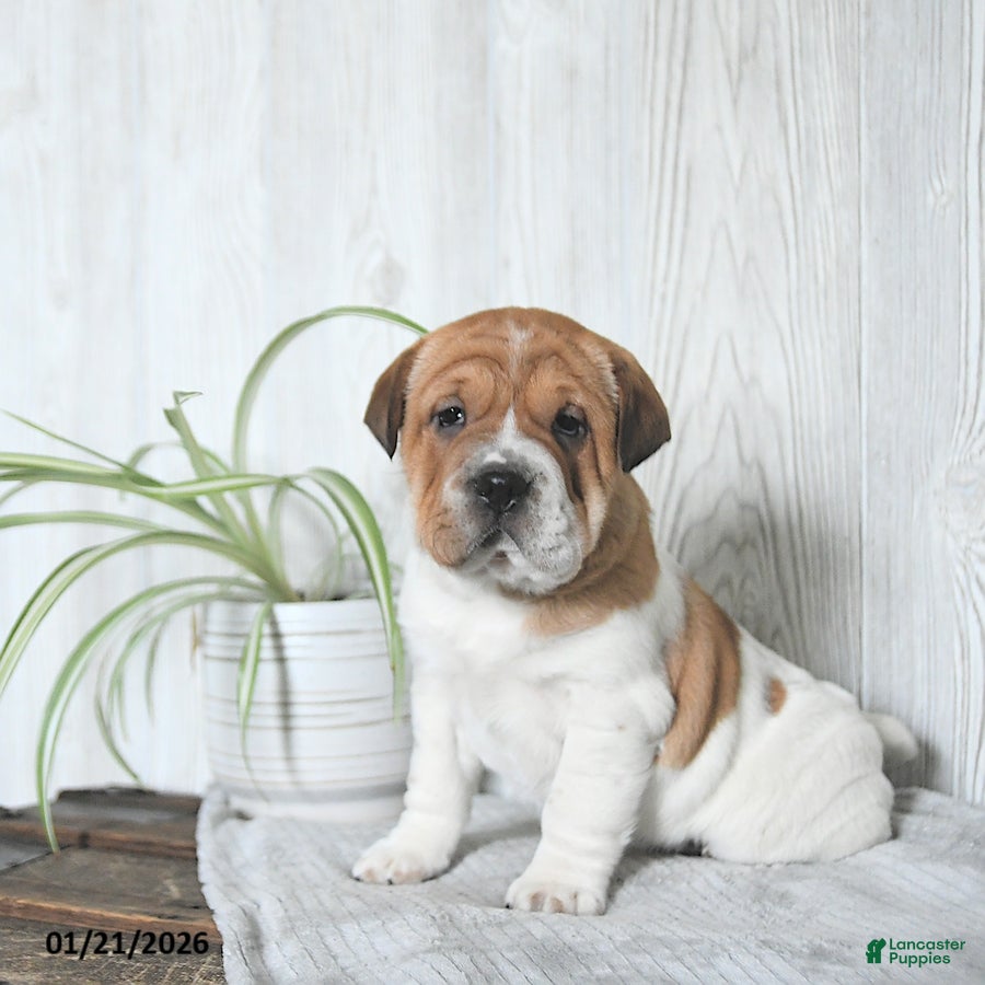 Mini Hippo dogs Gracie - Ad 2