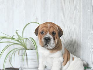 Mini Hippo dogs Gracie - Ad 2