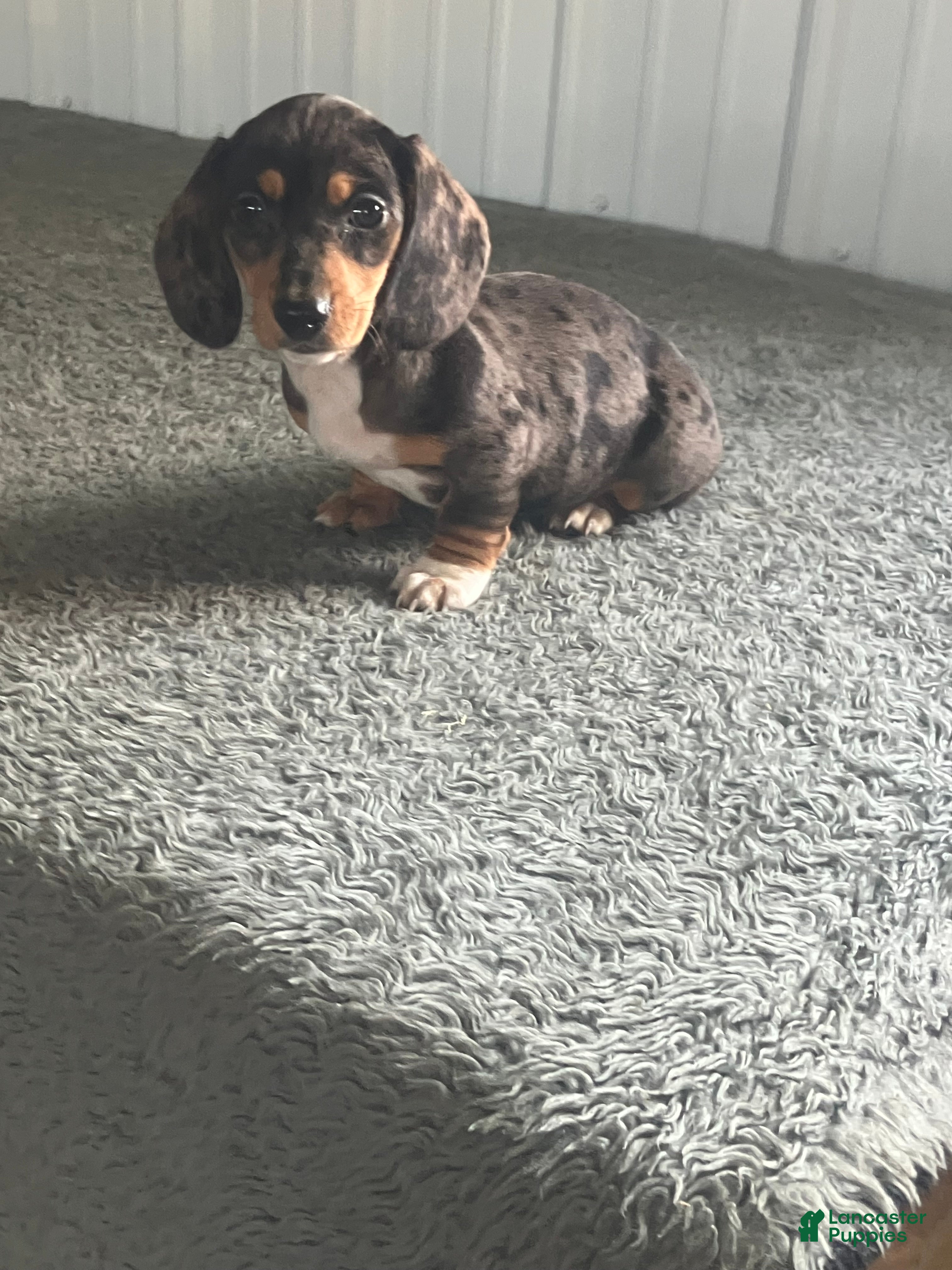 Miniature Dachshund dogs AKC kayla - Ad 19