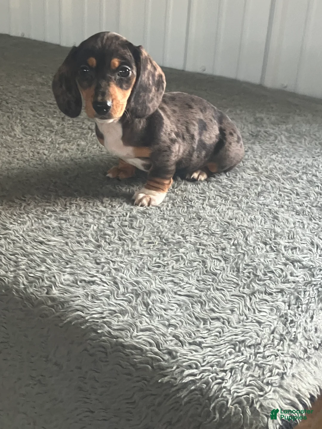 Miniature Dachshund dogs for sale: AKC kayla - Ad 1