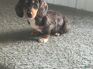 Miniature Dachshund dogs AKC kayla - Ad 19