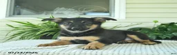 Mixed Breed dogs for sale: Ruby  - Ad 5