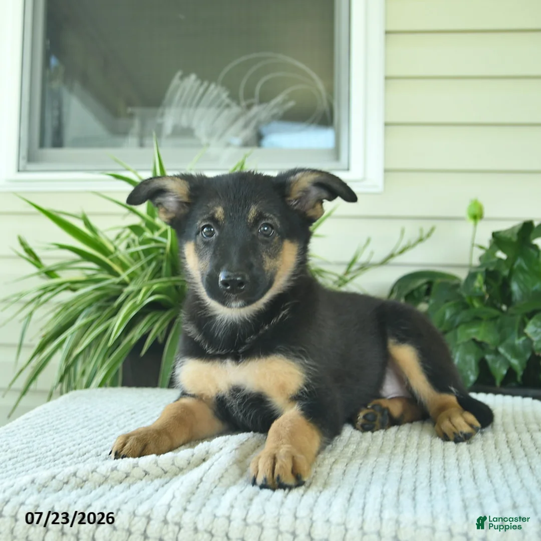 Mixed Breed dogs for sale: Ruby  - Ad 5