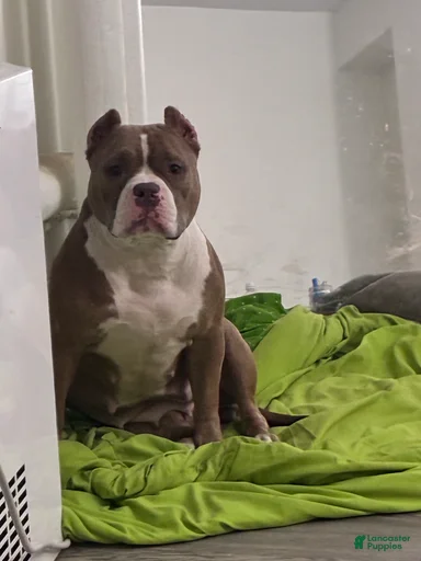 Gallery Image {{count}}