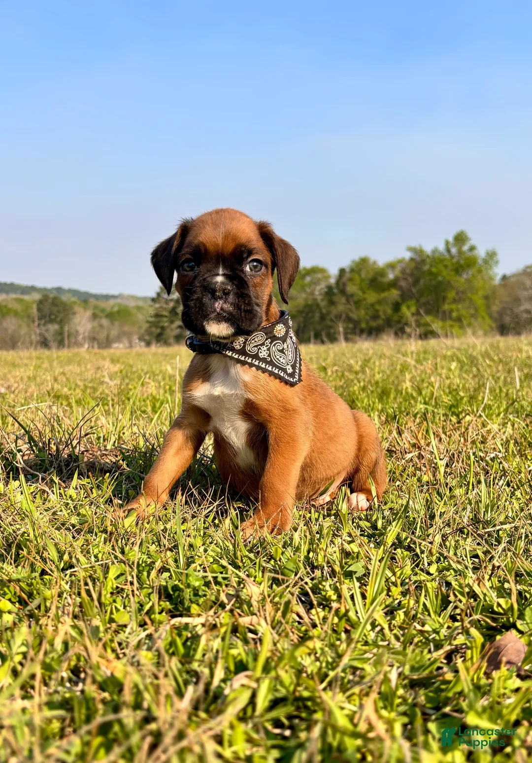 Boxer dogs for sale: Euro Chaos  - Ad 2